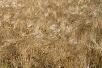 Barley field (Hordeum vulgare), background image, North Rhine-Westphalia, Germany
