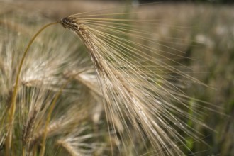 Ear of barley (Hordeum vulgare) in a barley field, North Rhine-Westphalia, Germany