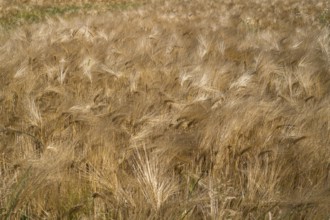Barley field (Hordeum vulgare), background image, North Rhine-Westphalia, Germany