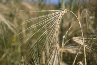 Ear of barley (Hordeum vulgare) in a barley field, North Rhine-Westphalia, Germany