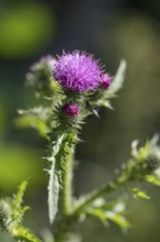 Flower of a thistle, North Rhine-Westphalia, Germany