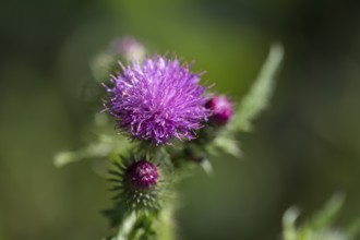 Flower of a thistle, North Rhine-Westphalia, Germany