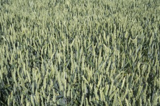Field with unripe wheat, Kamen, North Rhine-Westphalia, Germany