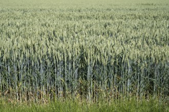 Field with unripe wheat, Kamen, North Rhine-Westphalia, Germany