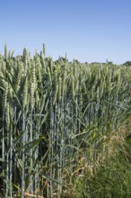 Field with unripe wheat, Kamen, North Rhine-Westphalia, Germany