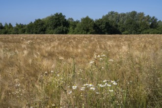 Flowering camomile (Matricaria chamomilla) in a barley field, North Rhine-Westphalia, Germany