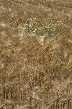 Flowering camomile (Matricaria chamomilla) in a barley field, North Rhine-Westphalia, Germany