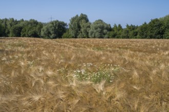 Flowering camomile (Matricaria chamomilla) in a barley field, North Rhine-Westphalia, Germany