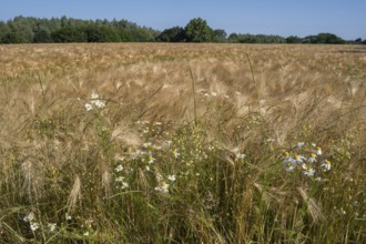 Flowering camomile (Matricaria chamomilla) in a barley field, North Rhine-Westphalia, Germany