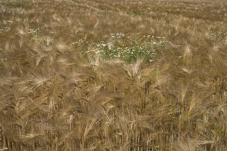 Flowering camomile (Matricaria chamomilla) in a barley field, North Rhine-Westphalia, Germany