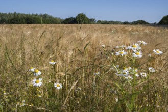 Flowering camomile (Matricaria chamomilla) in a barley field, North Rhine-Westphalia, Germany