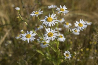 Flowering camomile (Matricaria chamomilla) in a barley field, North Rhine-Westphalia, Germany