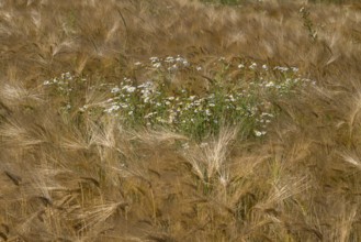 Flowering camomile (Matricaria chamomilla) in a barley field, North Rhine-Westphalia, Germany