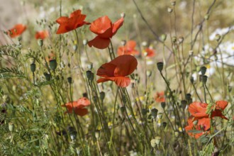 Flowering poppy (Papaver rhoeas) North Rhine-Westphalia, Germany