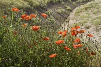 Flowering poppy (Papaver rhoeas), North Rhine-Westphalia, Germany