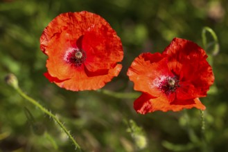 Two poppy flowers (Papaver rhoeas), North Rhine-Westphalia, Germany