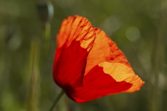 Single flower of the poppy (Papaver rhoeas) against the light, North Rhine-Westphalia, Germany