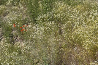 Field with flowering chamomile (Matricaria chamomilla) and flowering poppy (Papaver rhoeas) North