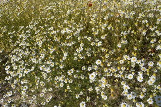 Field with flowering chamomile (Matricaria chamomilla), North Rhine-Westphalia, Germany