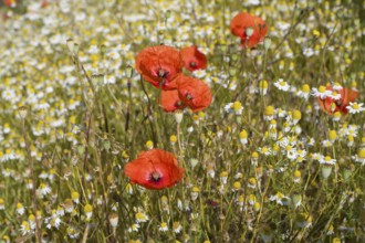 Field with flowering chamomile (Matricaria chamomilla) and flowering poppy (Papaver rhoeas) North