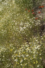 Field with flowering chamomile (Matricaria chamomilla) and flowering poppy (Papaver rhoeas) North