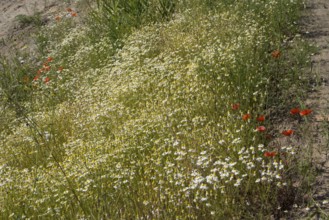 Field with flowering chamomile (Matricaria chamomilla) and flowering poppy (Papaver rhoeas) North