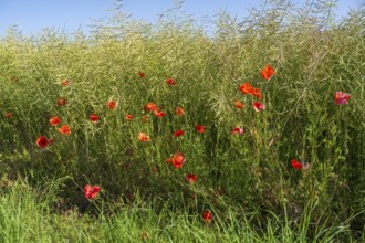 Flowering poppy (Papaver rhoeas) in front of a faded rape field, North Rhine-Westphalia, Germany