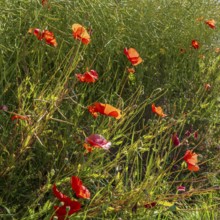 Flowering poppy (Papaver rhoeas) in front of a faded rape field, North Rhine-Westphalia, Germany