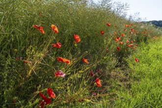 Flowering poppy (Papaver rhoeas) in front of a faded rape field, North Rhine-Westphalia, Germany
