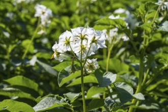 Flowering potato plant (Solanum tuberosum) in a potato field, flowering from behind, North
