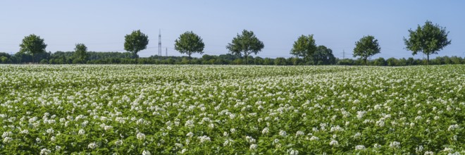 Field with flowering potato plants (Solanum tuberosum), Kamen, North Rhine-Westphalia, Germany