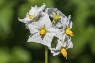 Flowering potato plant (Solanum tuberosum) in a potato field, North Rhine-Westphalia, Germany