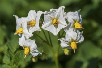 Flowering potato plant (Solanum tuberosum) in a potato field, North Rhine-Westphalia, Germany