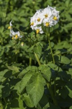 Flowering potato plant (Solanum tuberosum) in a potato field, North Rhine-Westphalia, Germany