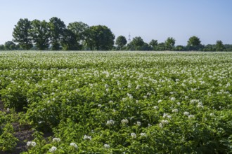 Field with flowering potato plants (Solanum tuberosum), Kamen, North Rhine-Westphalia, Germany