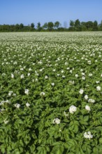Field with flowering potato plants (Solanum tuberosum), Kamen, North Rhine-Westphalia, Germany