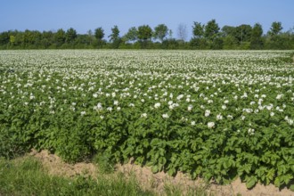 Field with flowering potato plants (Solanum tuberosum), Kamen, North Rhine-Westphalia, Germany