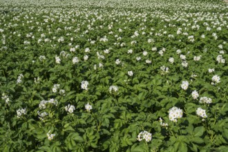 Field with flowering potato plants (Solanum tuberosum), North Rhine-Westphalia, Germany