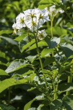 Flowering potato plant (Solanum tuberosum) in a potato field, flowering from behind, North