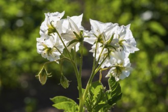 Flowering potato plant (Solanum tuberosum) in a potato field, flowering from behind, North