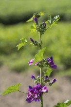Common mallow (Malva sylvestris) with flowers, North Rhine-Westphalia, Germany