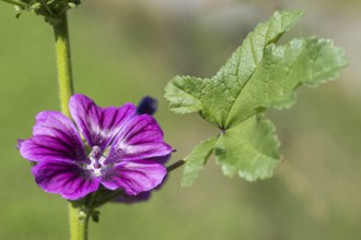 Common mallow (Malva sylvestris), flower and leaf, North Rhine-Westphalia, Germany
