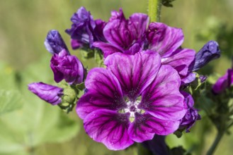 Common mallow (Malva sylvestris), flower, North Rhine-Westphalia, Germany