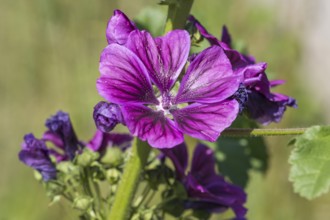 Common mallow (Malva sylvestris), flower, North Rhine-Westphalia, Germany