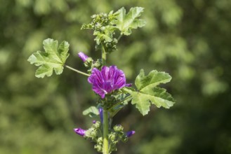 Common mallow (Malva sylvestris) with flowers, North Rhine-Westphalia, Germany