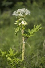 Giant hogweed (Heracleum mantegazzianum), Herculean perennial, flowering, North Rhine-Westphalia,