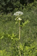 Giant hogweed (Heracleum mantegazzianum), Herculean perennial, flowering, North Rhine-Westphalia,