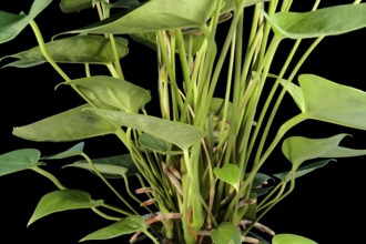 Middle part detail of a Flamingo Flower in black back