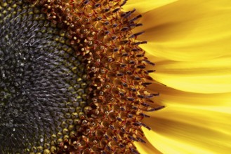 Full frame macro shot of a sunflower