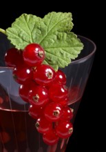 Redcurrant berries as decoration on a cocktail glass in front of black back